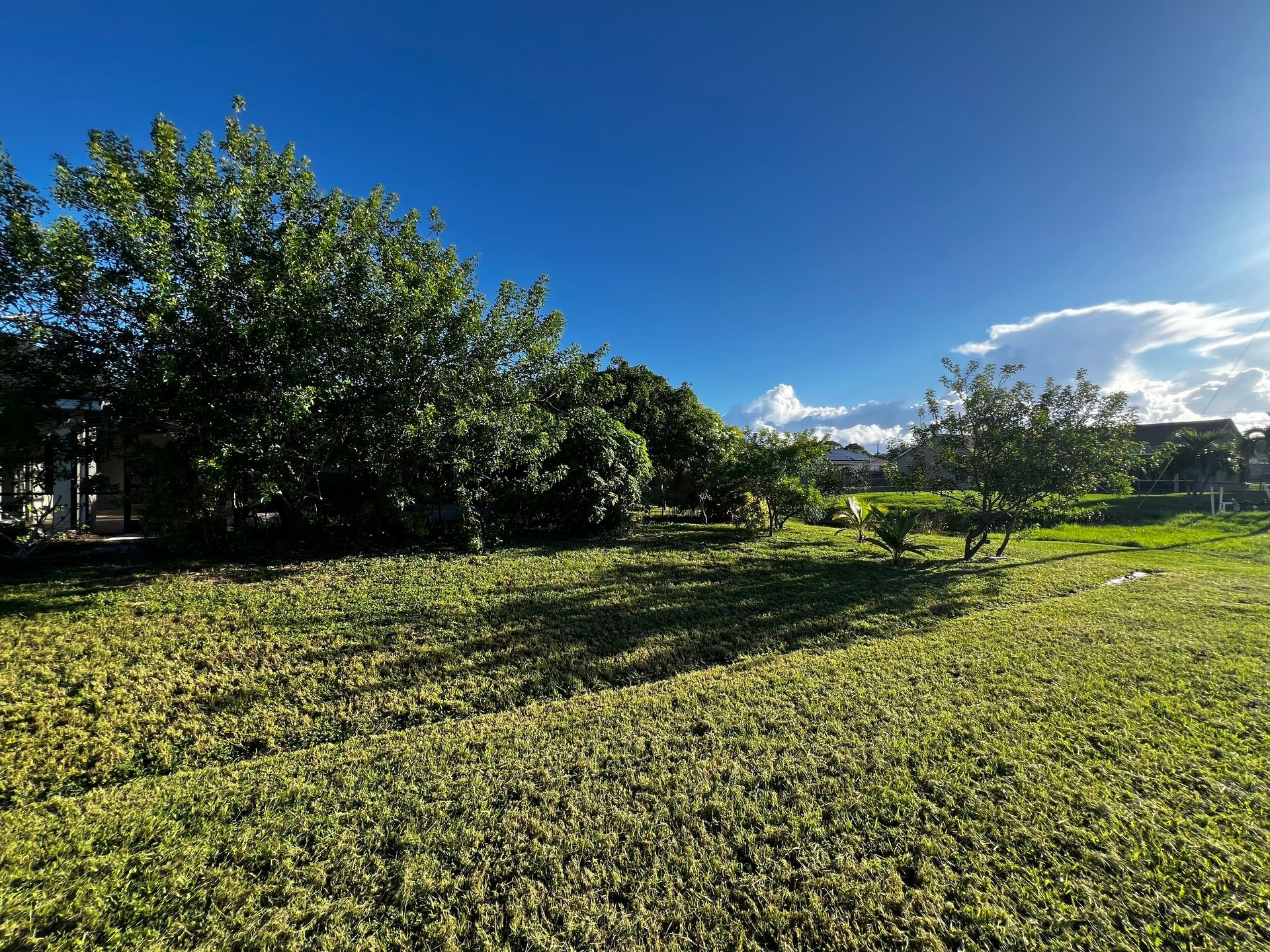 Open grassy field with scattered trees under a clear blue sky and the sun shining brightly.